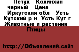 Петух - Кохинхин черный › Цена ­ 5 000 - Иркутская обл., Усть-Кутский р-н, Усть-Кут г. Животные и растения » Птицы   